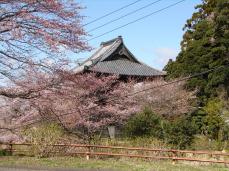 雨引の桜