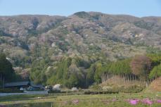 高峯の山桜