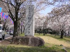 国指定 天然記念物「桜川のサクラ」
