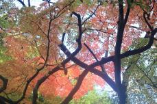 桜川の秋　紅葉＆観光スポット