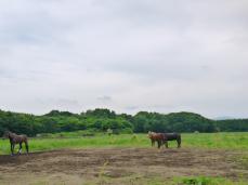 ホーストレッキング・乗馬・流鏑馬(株式会社 大和ホースパーク)