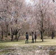 高峯の山桜周辺の宿（岩瀬地区）