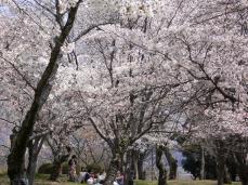 桜川の桜まつり