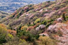 桜川市イベントカレンダー