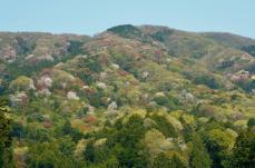 高峯の山桜周辺（岩瀬地区・大和地区）のランチ・お食事処