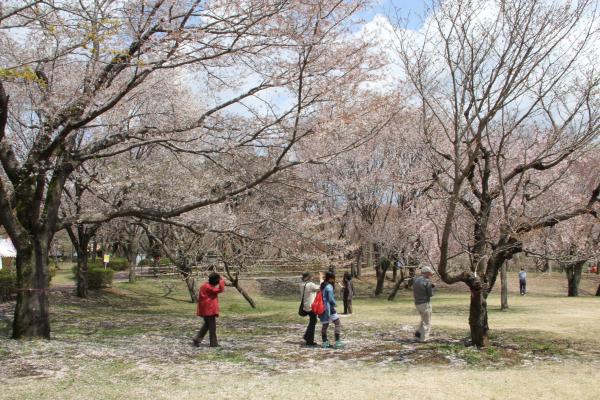 画像:桜川のサクラ（磯部の桜）