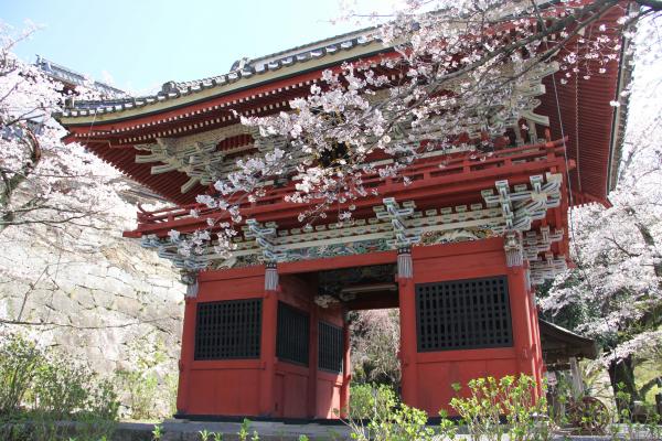 『雨引の桜』の画像