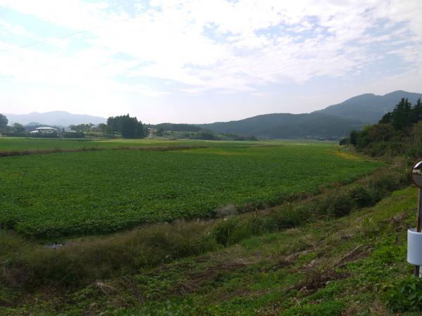 『門毛』の画像