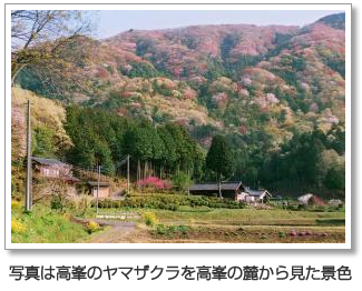 『写真は高峯のヤマザクラを高峯の麓から見た景色』の画像