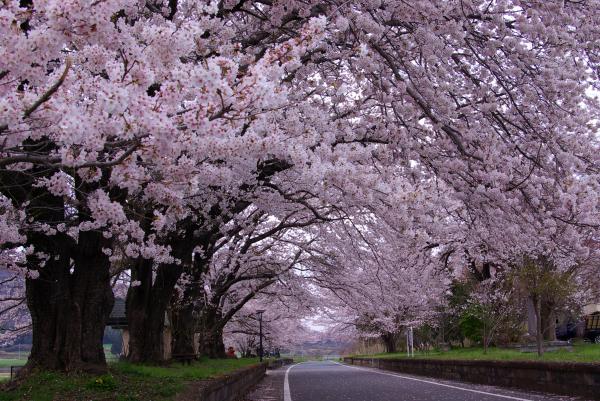 ãæºã°ã©ã³ããªããããã­ã¼ãé¨å¼ä¼æ©æ-æ¡ãã®ç»å