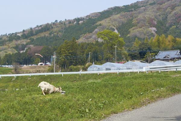 『旧岩瀬町ヤギ』の画像