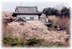 『岩瀬城桜』の画像