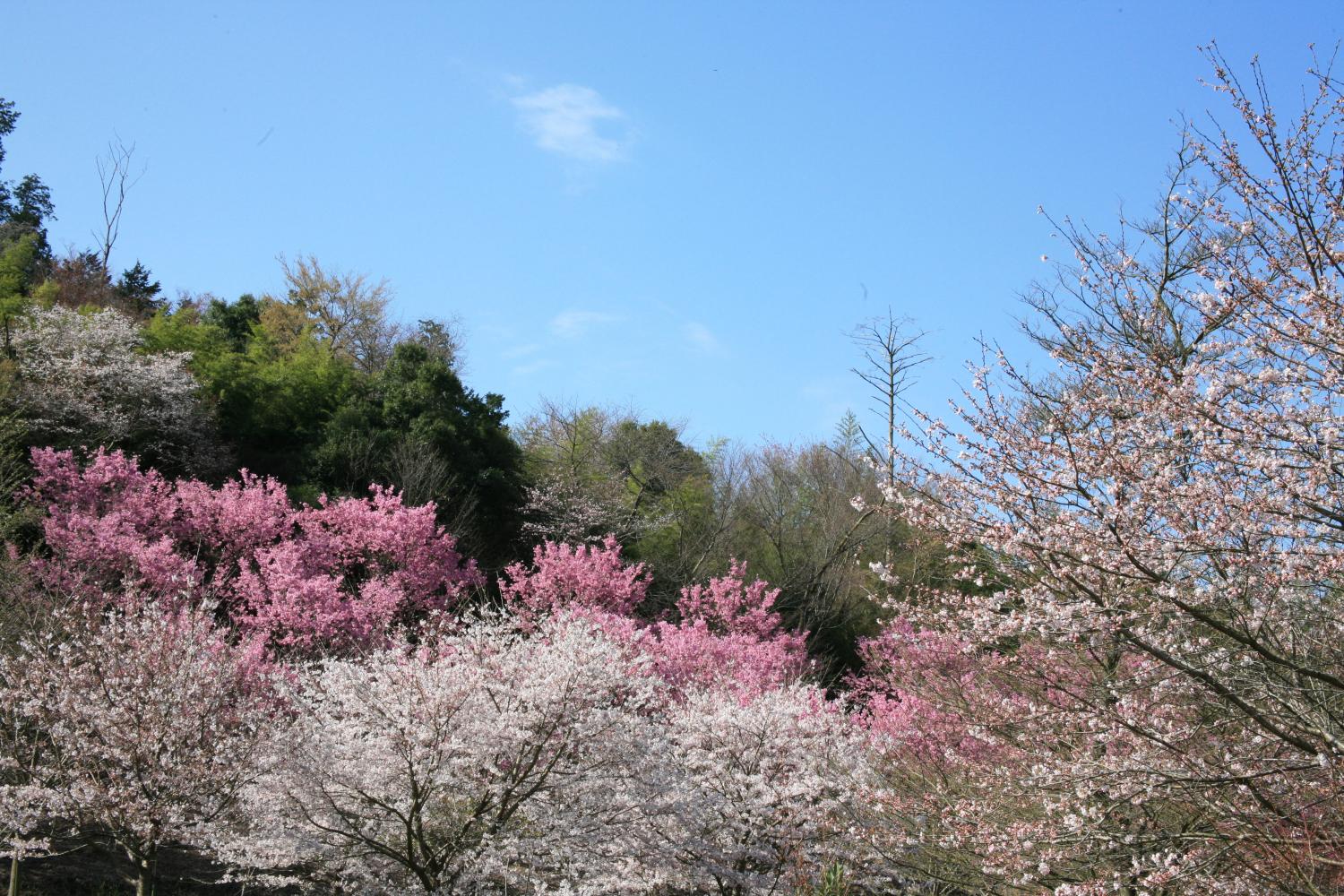 『薬王寺の桜』の画像