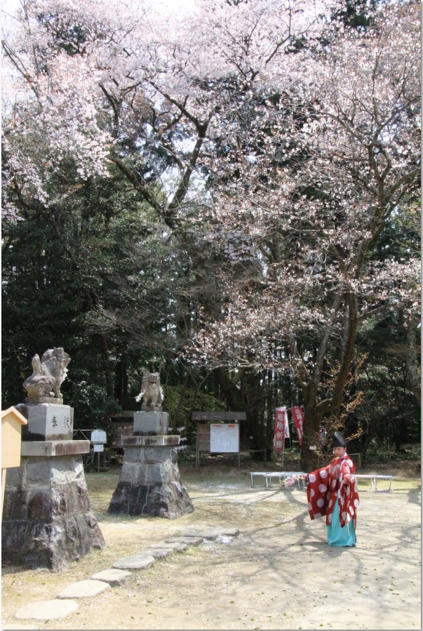 『『春の桜川フォトコンテスト　優秀賞　まつりの舞　磯部稲村神社』の画像』の画像