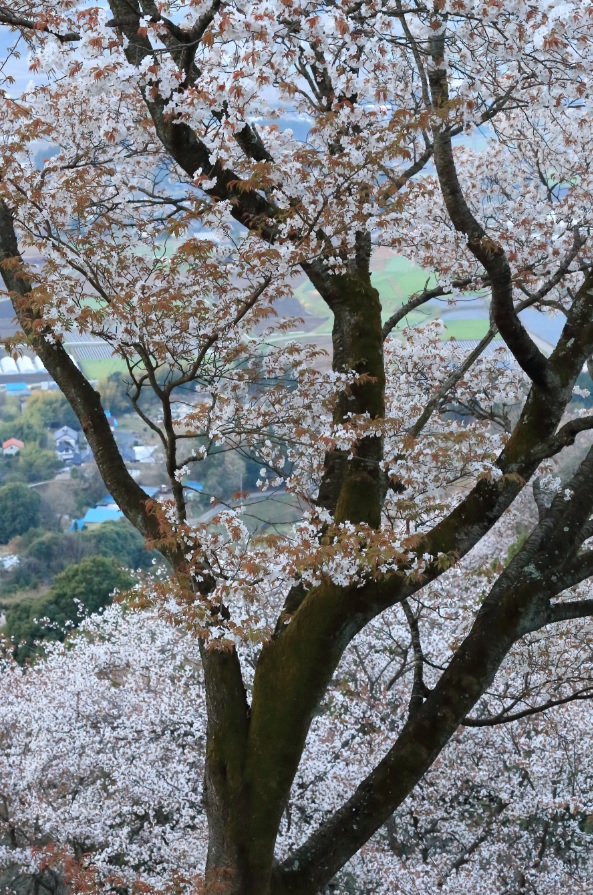 『『春の桜川フォトコンテスト　最優秀賞　爛漫の山桜　高峯』の画像』の画像