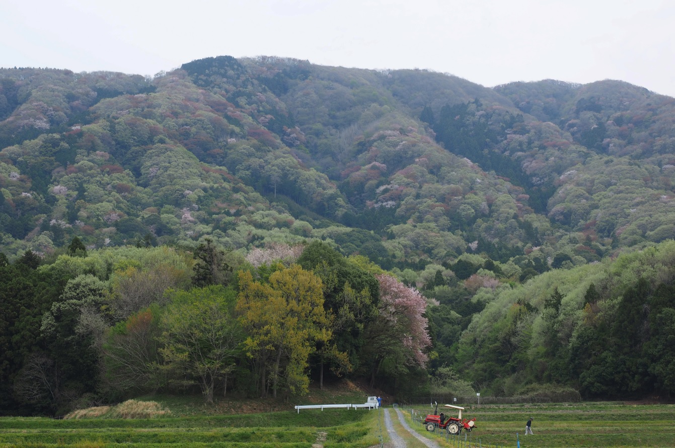 『春の桜川フォトコンテスト　特別賞　農作業始まる　平沢地区』の画像