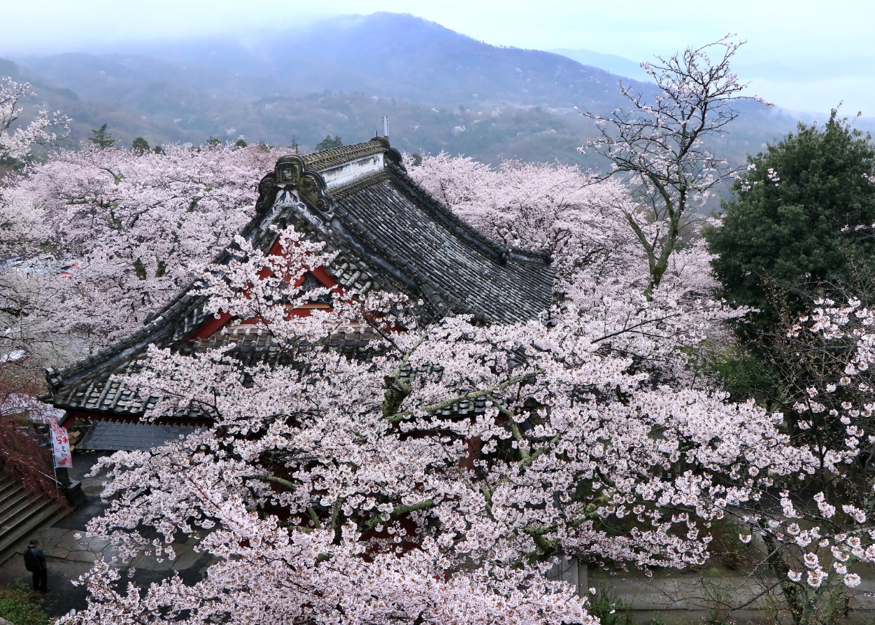 『春の桜川フォトコンテスト　特別賞　春景　雨引観音』の画像