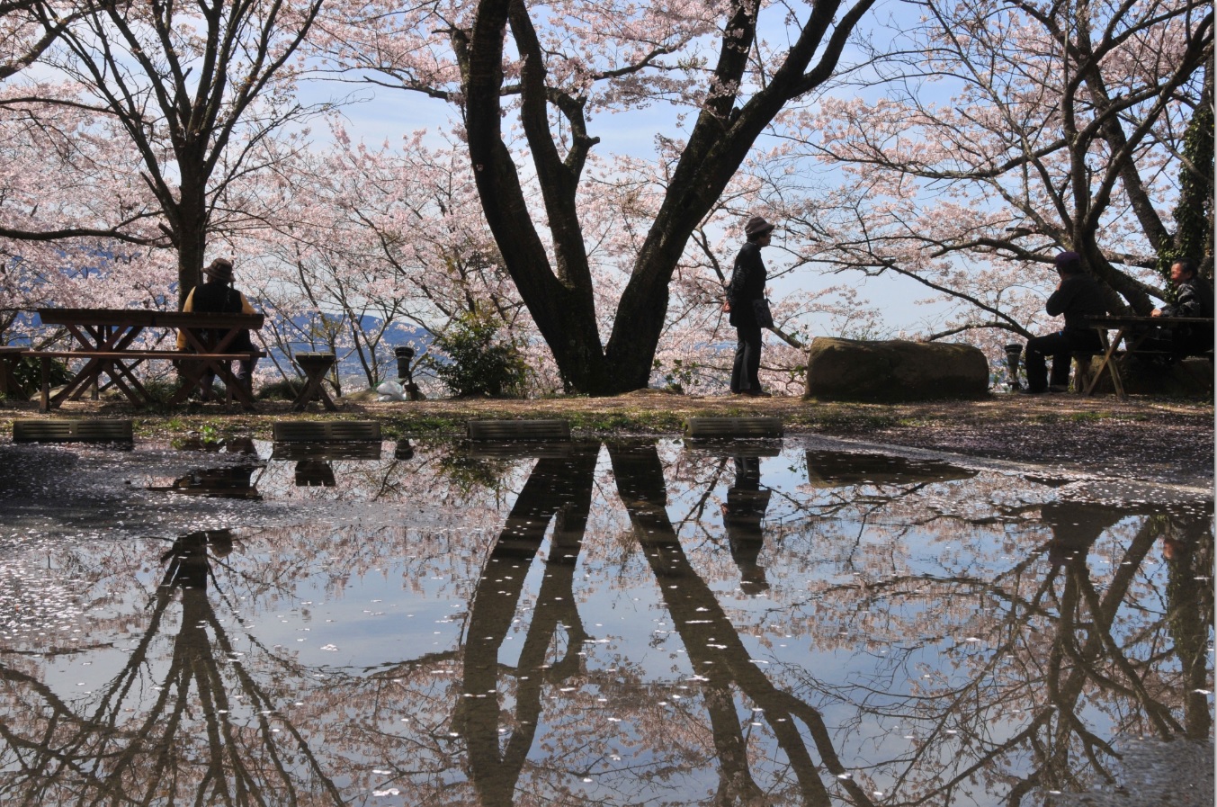 『春の桜川フォトコンテスト　特別賞　雨後の雨引山　雨引観音』の画像