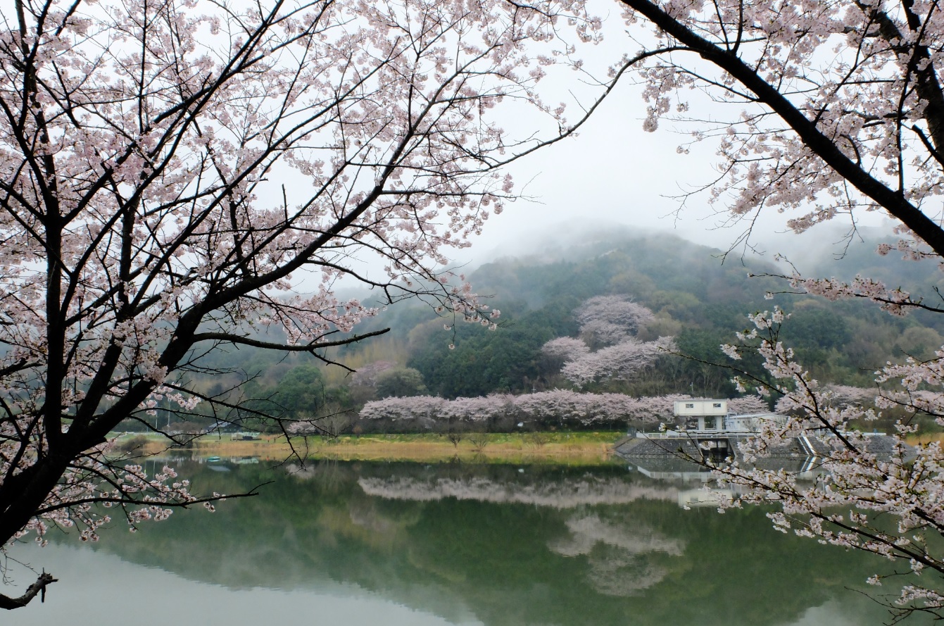 『春の桜川フォトコンテスト　特別賞　雨上り　つくし湖』の画像