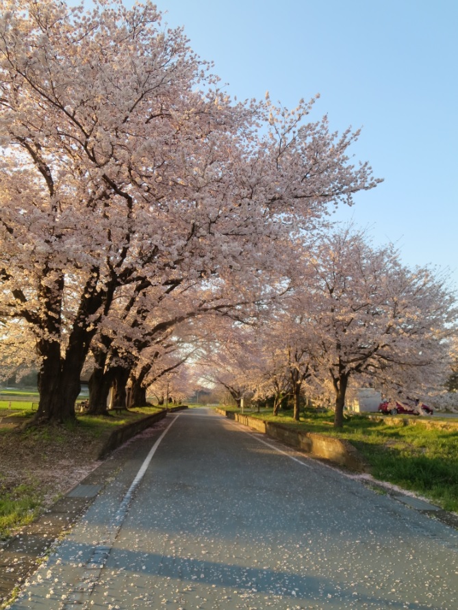 『『春の桜川フォトコンテスト　特別賞　夕照　旧雨引駅』の画像』の画像