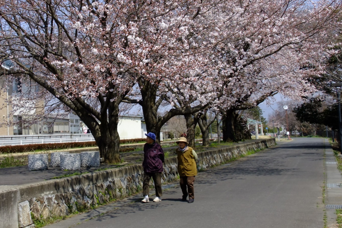 『春の桜川フォトコンテスト　特別賞　里桜　旧真壁駅』の画像