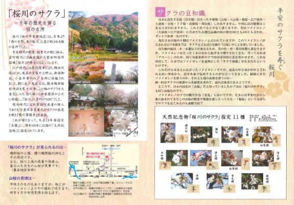 『桜川のサクラパンフレット』の画像