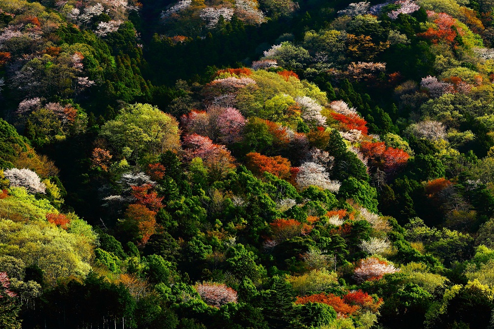 『高峯の山桜2018-2』の画像