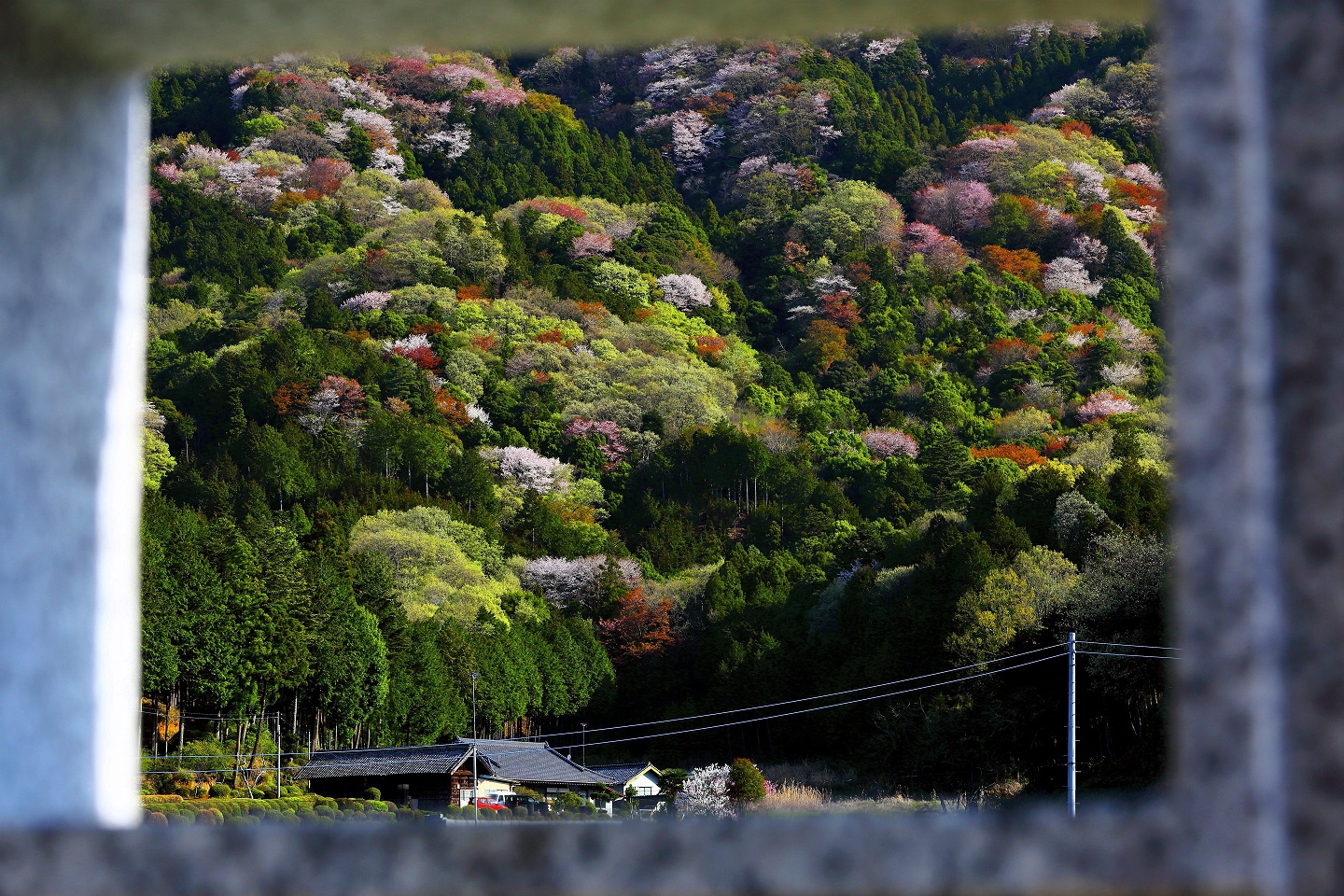 『高峯の山桜2018-3』の画像