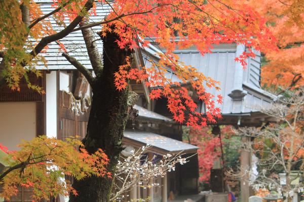 『五所駒瀧神社　紅葉2』の画像