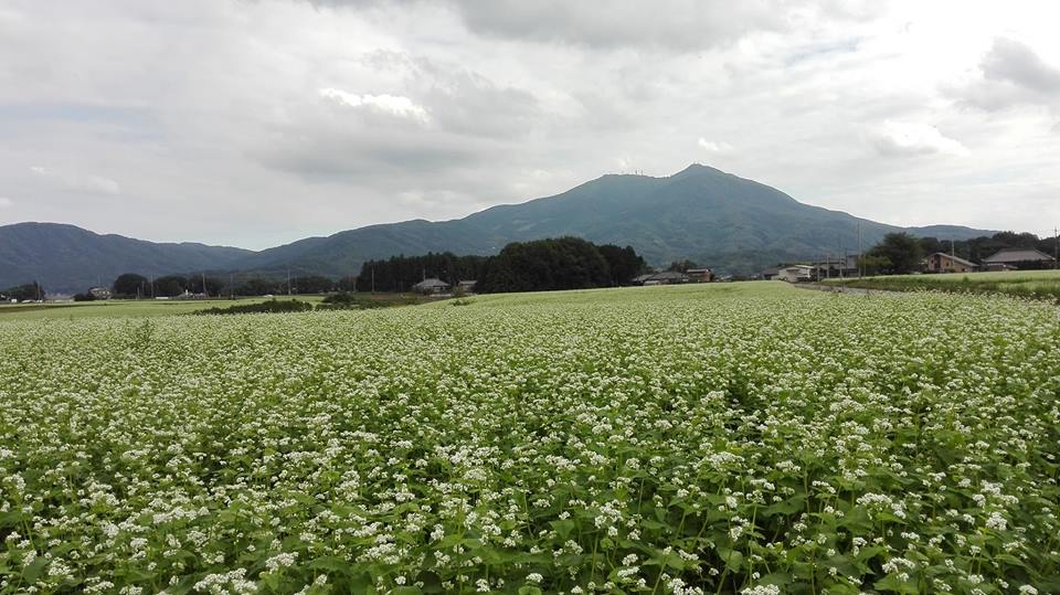 『常陸秋そば　筑波山　塙世』の画像