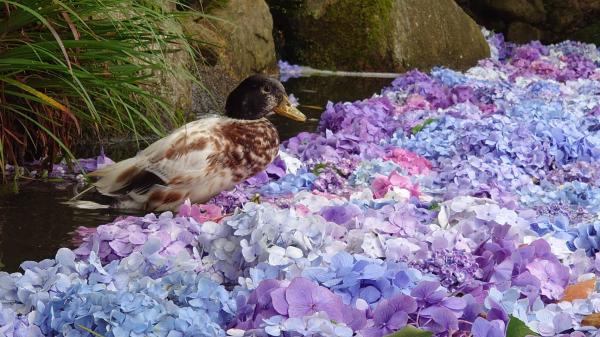 『あじさい祭（水中華2）』の画像