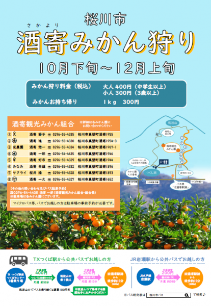 『酒寄みかん狩りチラシ』の画像