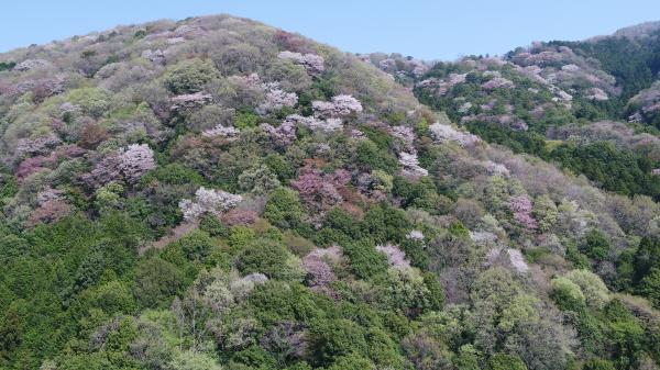 『高峯の山桜』の画像