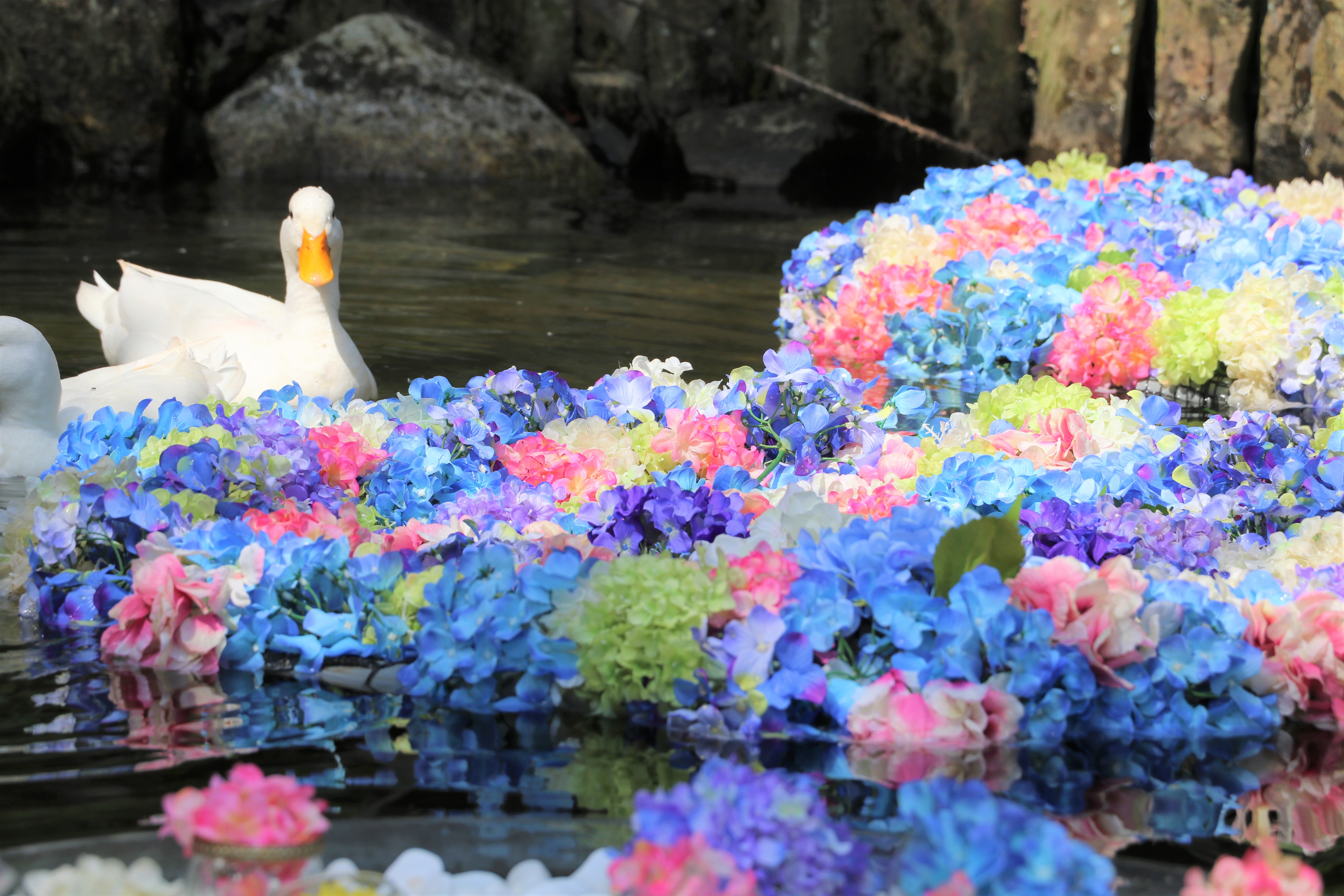 『雨引観音の紫陽花(1)』の画像