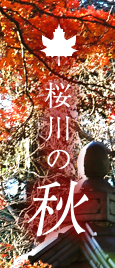 桜川の秋